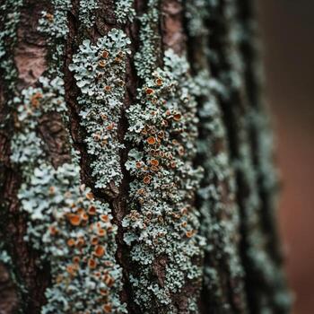 Close up view of textured tree bark covered in a variety of colorful lichens and mosses in a forest setting photo