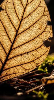 Close up of a translucent golden brown leaf skeleton with intricate vein patterns illuminated by soft sunlight photo