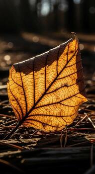 Close up of a single dried autumn leaf with intricate veins illuminated by soft light on a textured background photo