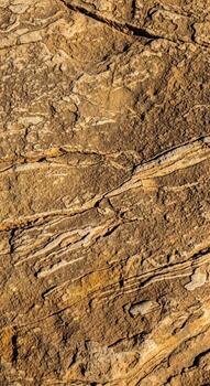 Close up view of weathered and textured tree bark with intricate patterns and natural earthy tones photo