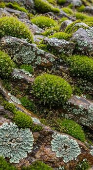 Close up view of vibrant green moss and lichen growing on the textured surface of an ancient tree bark in a forest environment photo