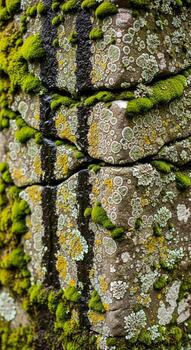 Close up view of textured tree bark covered in vibrant green moss and lichen creating a natural abstract pattern photo