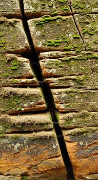 Close up view of weathered wood grain with moss and a thin branch creating a natural abstract pattern of textures and lines photo