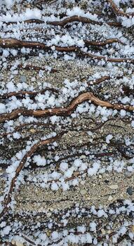 Close up abstract view of tree bark texture with lichen and moss creating a natural camouflage pattern photo