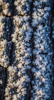 Close up view of a textured tree bark with intricate patterns and subtle variations in light and shadow photo