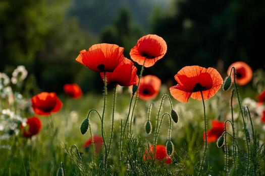 Vibrant Poppies Blooming in a Sunlit Field During Spring photo