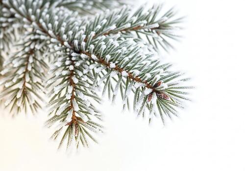 Christmas background, Christmas wallpaper, Close up of a pine branch covered in frost with small cones against a white background photo