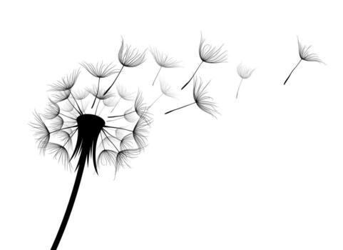 The field dandelion sketch. vector