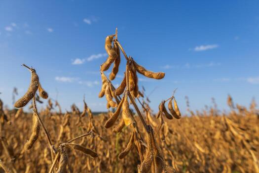 Soybean plants display their golden pods in fields, signaling the time for harvest on a sunny day in nature's agricultural landscape photo