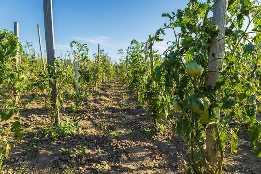 Rows of tomato plants stand tall in a garden field, showing ripe produce ready for harvest on a sunny day photo