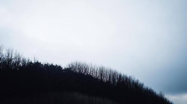Cloudy sky over a dark forest in early evening light photo