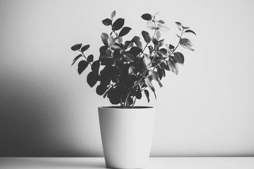 Indoor plant in a simple pot against a textured wall photo