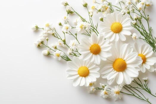 Daisies and small flowers on a white background photo