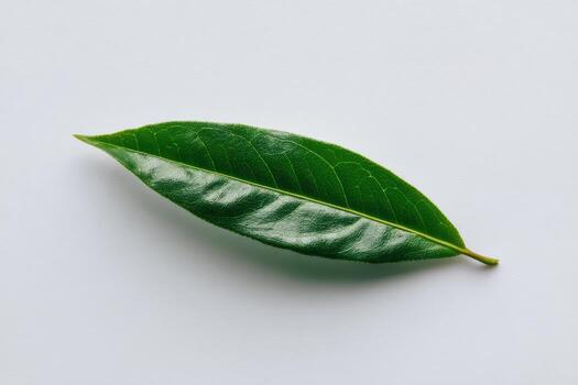 Fresh green leaf resting on a plain background photo