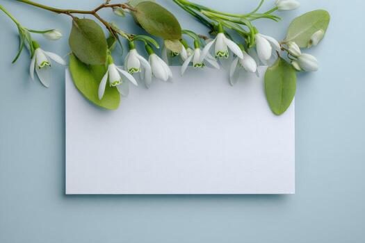 White snowdrop flowers with blank card on blue background photo