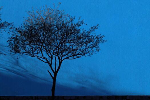 Silhouetted tree against a striking blue background photo