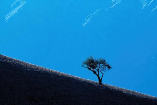 Lone tree on a hillside against a clear blue sky photo