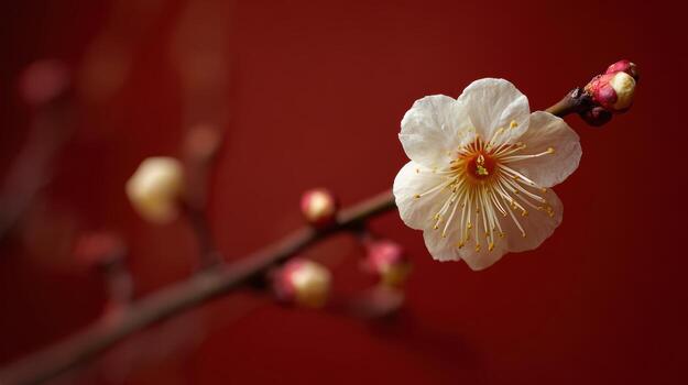 White flower blooms on a tree branch in spring photo