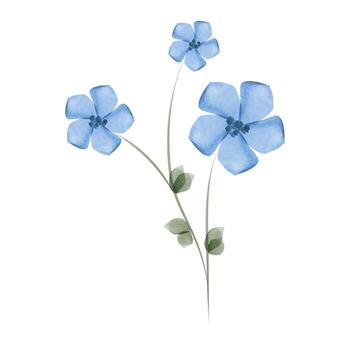 A delicate watercolor rendering shows a single stem with three blue flowers and a few green leaves against a plain white background. The style is simple and elegant. vector