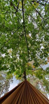 View from a hammock tied to a tree in an autumn forest photo