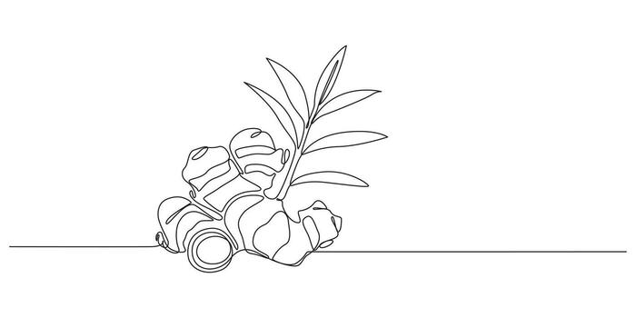 Continuous one Line Art of Ginger Root and Leaves vector