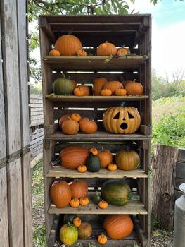 Shelves with carved pumkins, different size in an outdoor display at a farm field event. Fall harvest markets, seasonal agriculture, and local farming during the autumn season. photo