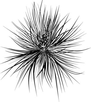 Top view pine branch with cone illustration vector