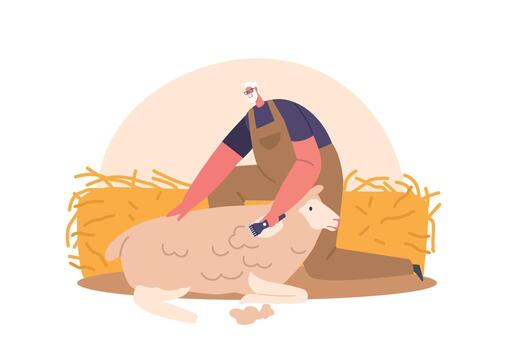 Farmer Sheepshearer Shears Wool From Sheep In Barn To Sell Or Use For Textiles. Male Character Using Sharp Shears vector