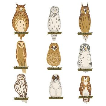 Different Specie of Owl as Nocturnal Bird of Prey with Hawk-like Beak and Forward-facing Eyes Perching on Tree Branch Set vector