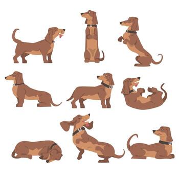 Dachshund or Badger Dog as Short-legged and Long-bodied Hound Breed with Collar in Different Poses Set vector
