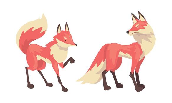 Fox Animal with Upright Ears, Pointed Snout and Long Bushy Tail in Different Poses Set vector