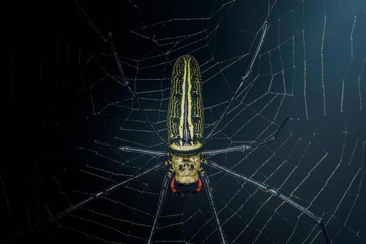 Golden orb-weaver spider resting on its intricate web photo
