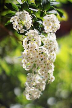 A cluster of white flowers is hanging from a tree branch. The flowers are small and delicate, with a bright white color. They are scattered throughout the tree, with some flowers closer to the top photo