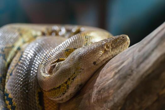 Close up portrait of a beautiful python snake on a branch photo