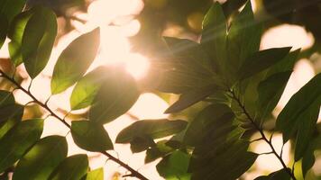 luz de sol brillante mediante verde hojas en un pacífico natural configuración, creando un calentar y tranquilo atmósfera en el temprano Mañana o tarde tarde. bokeh naturaleza árbol difuminar con luz de sol brillante. video