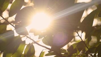 Sunlight shining through green leaves in a peaceful natural setting, creating a warm and tranquil atmosphere in the early morning or late afternoon, bokeh nature tree blur with sunlight shining. video