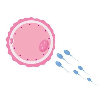 Sperm swimming towards an egg illustration vector