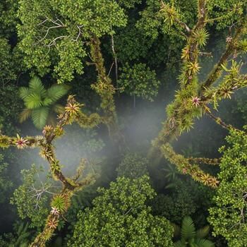 Aerial view of the rainforest in the amazon rainforest, brazil photo