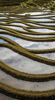 A man is standing in a field with a large number of rows of grass photo