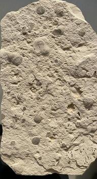 cerca arriba ver de un fosilizado rock exhibiendo distinto circular huellas y texturizado capas revelador antiguo orgánico estructuras dentro el Roca foto