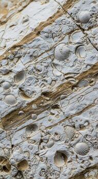 Close up view of ancient fossilized shells embedded in a textured layered rock formation showing intricate details of marine life photo