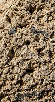 Close up textured view of fossilized coral showcasing intricate circular patterns and organic growth structures photo