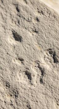 Close up view of fossilized dinosaur footprints embedded in ancient sedimentary rock on a sunny day photo