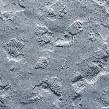 un grande zona de rock con muchos diferente tipos de fósiles foto