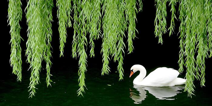 A graceful white swan floats on dark water beneath vibrant green weeping willow branches photo