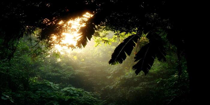 Golden sunbeams penetrate the thick green canopy of a tropical jungle creating a beautiful and ethereal forest scene photo
