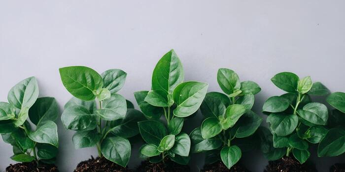 Small vibrant green plants with visible soil line up against a light gray background representing growth and nature photo