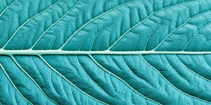 A close up view of a vibrant teal leaf texture displaying its intricate venation pattern photo