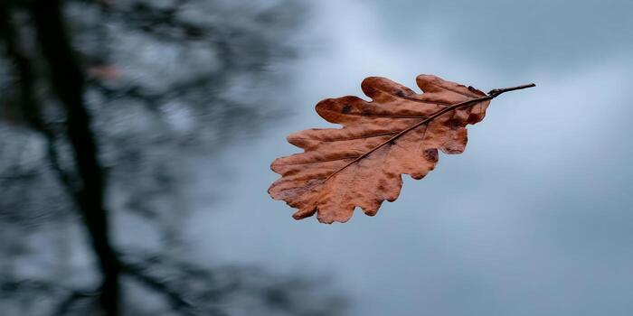 A single brown oak leaf appears to float in midair against a soft blurred background of trees and a cool blue sky representing autumns gentle descent photo