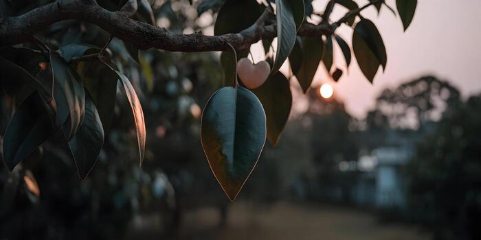 A green leaf hangs from a tree branch with a small heart and sunset bokeh in the background photo